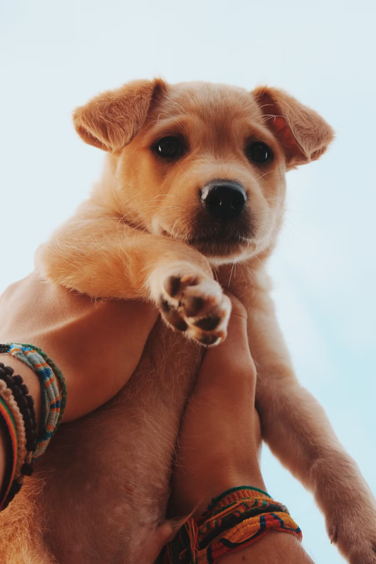 First-Time Pawrents? Here’s What Most Don’t Realize About Dog Health