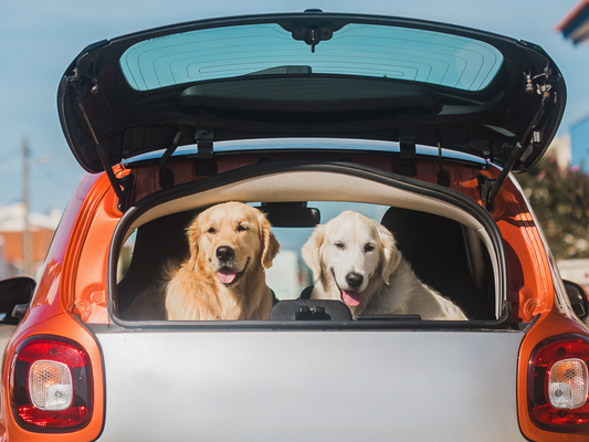 Two Dogs Relaxing in the Back of a Vehicle, dog joint supplement , canine probiotic