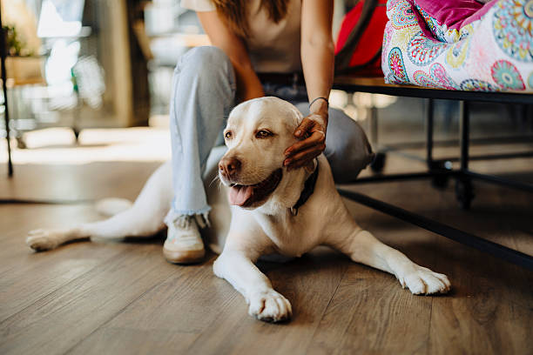 How to Start a Supplement Routine for Your Dog