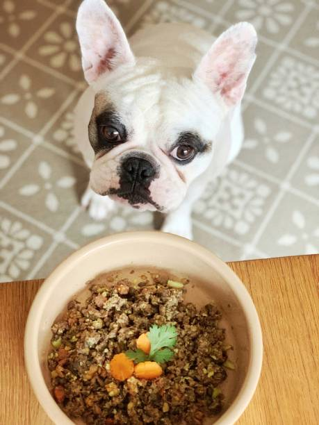 What’s Missing in Homemade Dog Food? (And How to Fix It)
