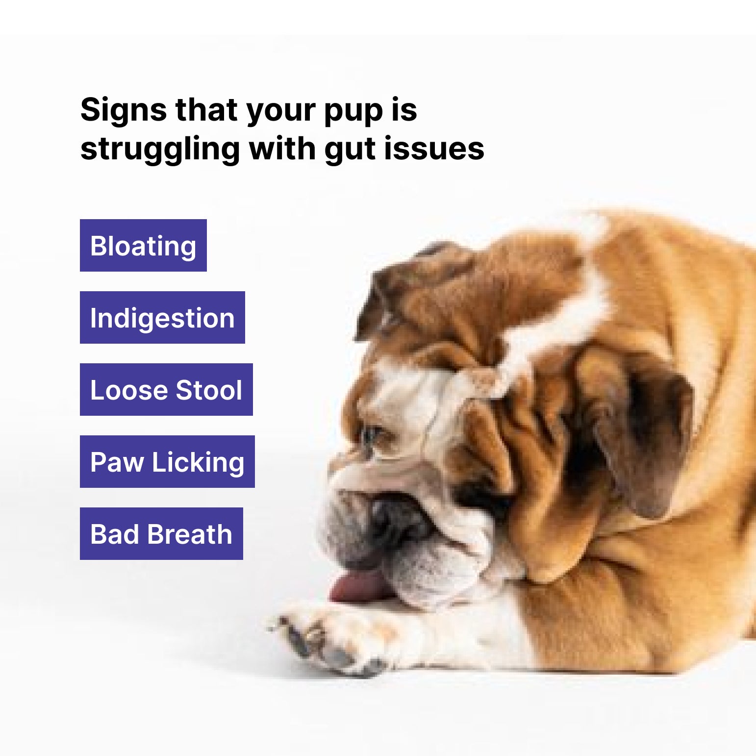  dog probiotic supplement India, gut health powder
