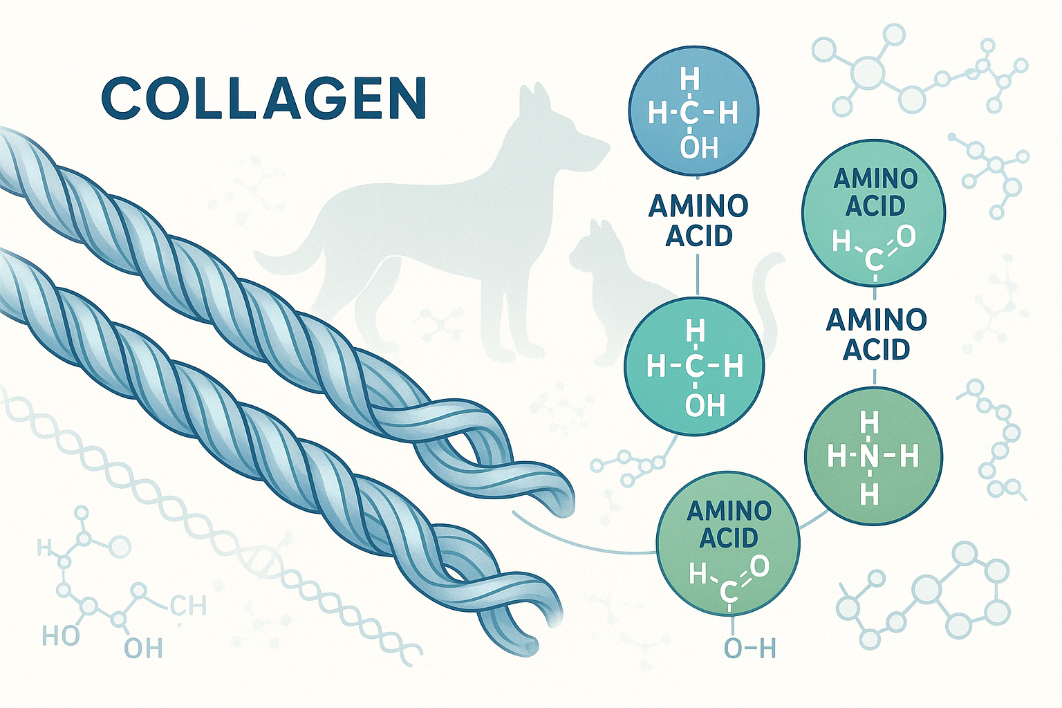 collagen and amino acids