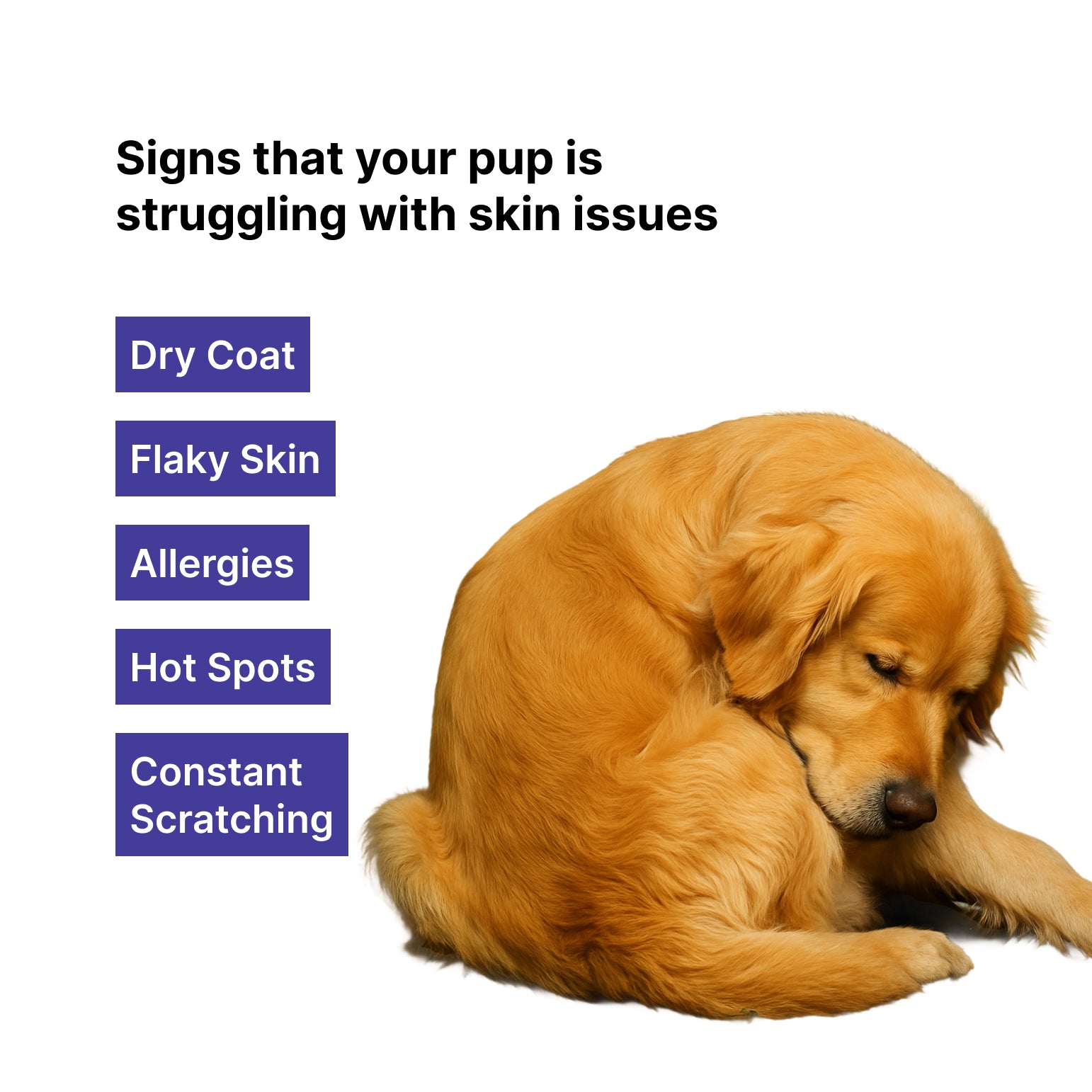 dog skin allergies India 