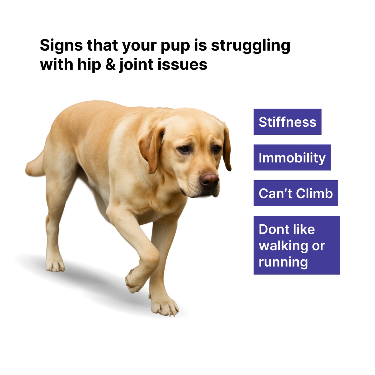 glucosamine dog supplement India