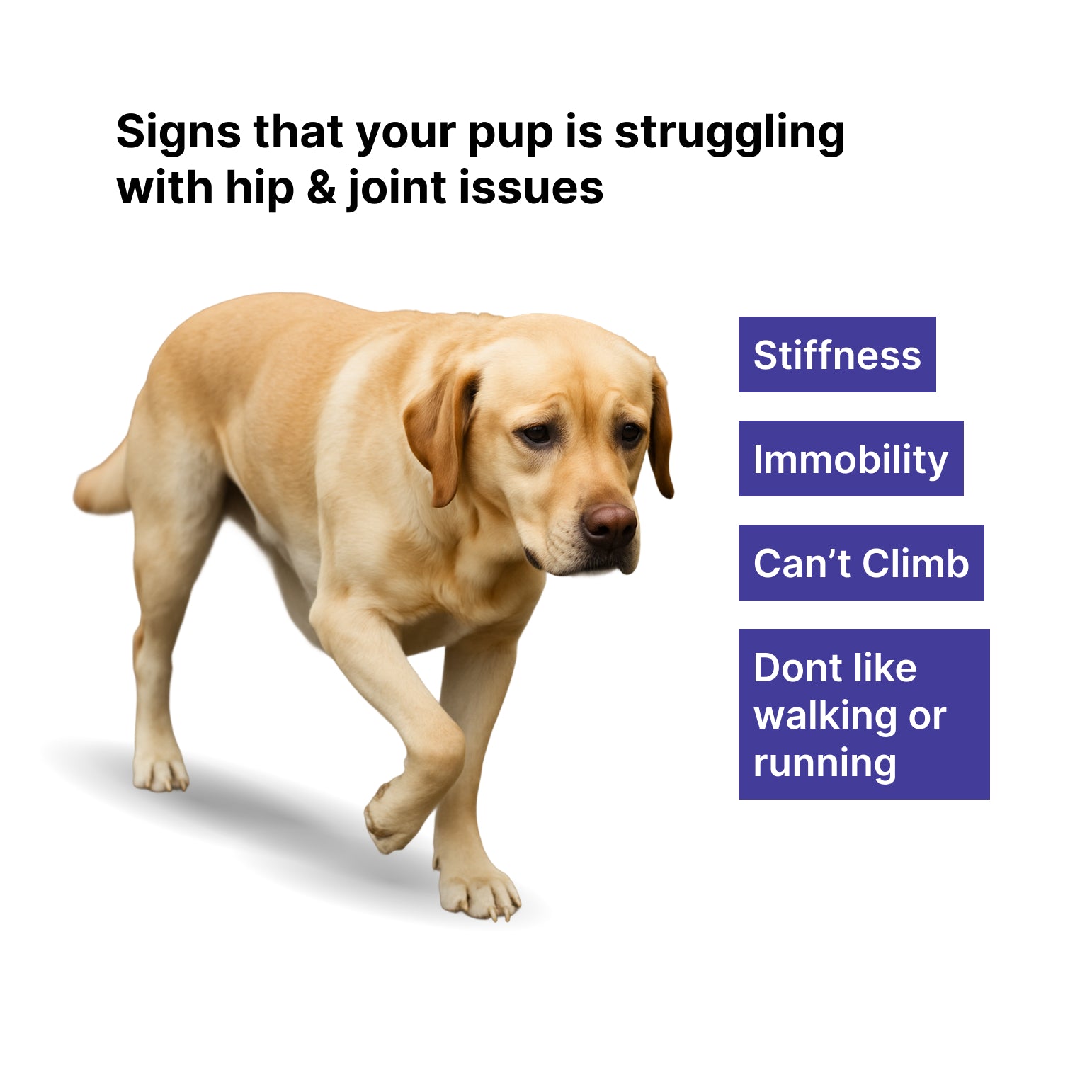 glucosamine dog supplement India